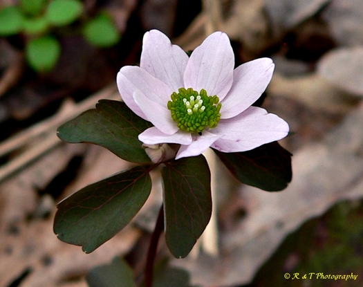 {Thalictrum thalictroides}